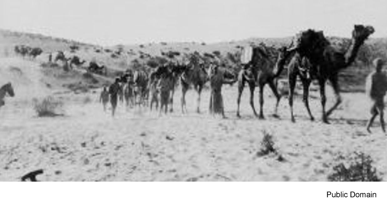 Camel Train in Egypt